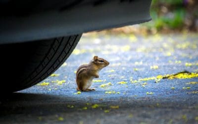 Hvordan kan elbileiere forhindre skade på gnagere?