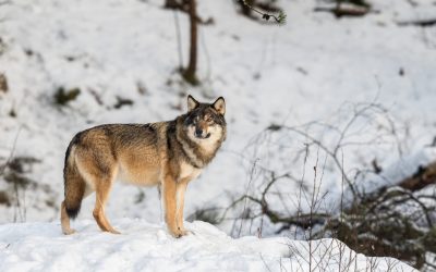 Fakta om Kristiansand Dyrepark